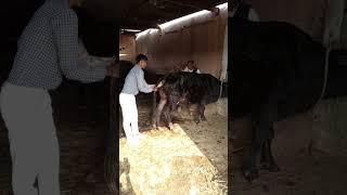 cow pd #animals #viral100m #trending #shorts