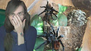 will she EAT him? STRESSFUL TARANTULA PAIRING