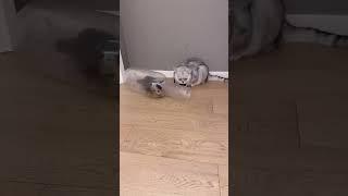 Baby Cat Vibes: Too Cute to Miss!"#GroovyCats#DanceChallenge#FunnyAnimals