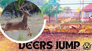 Deers Jumps be like  SubhanAllah | SR Breeding Farm | Elite Network PK