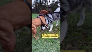 Pitbull tries to dominate Malamute #alaskanmalamute #dog #dogs