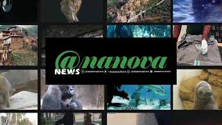 Ananova News And Media