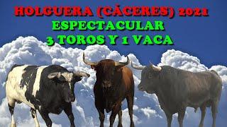 ESPECTACULAR 3 TOROS Y 1 VACA HOLGUERA CACERES 2021