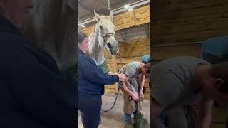What would happen if you taped a horse's nose? #funnyanimals  #funnyvideos #funny#horse  #funnyhorse