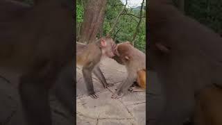 Поцелуй обезьянок #shorts #monkey