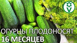 ВЫ ПОЛУЧИТЕ ОГРОМНЫЙ УРОЖАЙ ОГУРЦОВ, когда начнете обрабатывать их щавелевой кислотой!