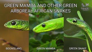 Deadly venomous Eastern green mamba, green arboreal snakes, Boomslang, feared snakes of Africa