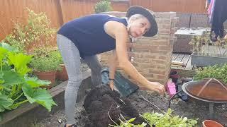 Our Potato Harvest