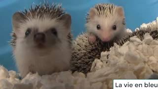 Tổng hợp nhím dễ thương - hedgehog cute