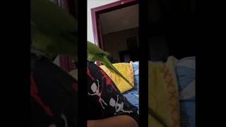 When my parrot is in an angry mood #parrot #angrymood#angryparrot #birdslover #bird #greenparrot