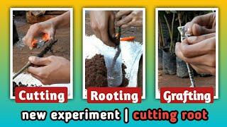 growing mango from cutting, rooting and grafting (experiment)