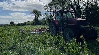 Mowing Multi species silage, calves and racing