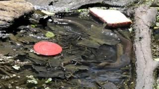 Northern Watersnake Mating