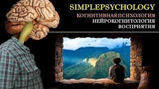 Когнитивная психология восприятия #31. Физиология восприятия [Нейрокогнитология]