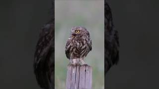 Sounds of Little Owl Screaming | Athene Noctua Sounds