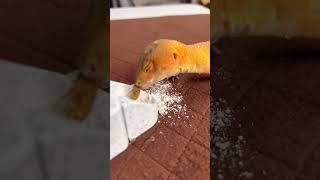 This Is How I Make My Geckos Happy