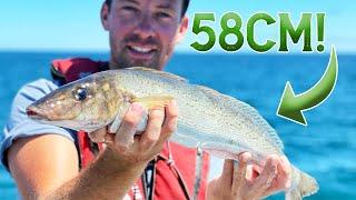 58CM KING GEORGE WHITING! (Fishing Bass Straight, Tasmania)