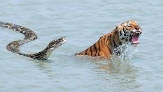 Anaconda VS Tiger Meet in The Water! - Blondi Foks