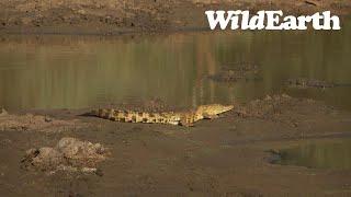 WildEarth - Sunset Safari -12 April 2023