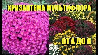 ХРИЗАНТЕМА МУЛЬТИФЛОРА - выращивание, уход.