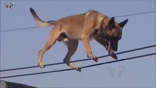 Belgian Malinois, Amazing Athlete!!! Amazing tricks Belgian Malinois\прыжки малинуа, трюки малинуа