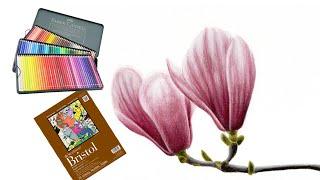 Watch Magnolia flowers burst into color with Faber Castell Polychromos – epic drawing time lapse!