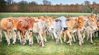 sound of cows wandering in the fields calling friends to return to the village - sound of tame cows