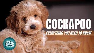 Cockapoo Dog Breed Guide | Dogs 101 - Cockapoo