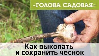 Голова садовая - Как выкопать и сохранить чеснок