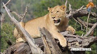 Amazing Wildlife Sightings on Safari | Kruger Park Sightings | Amazing Animal Videos