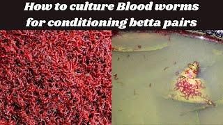 Culturing blood worms for betta fish conditioning