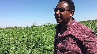 Pigeon Pea Farm in Fresno, California