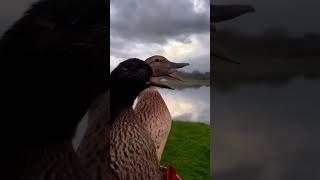 Как вам работа подсадных?  #утки #охота #охотанауток #duck #hunting