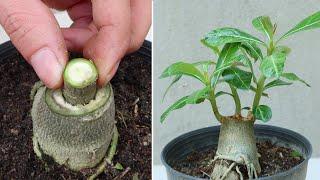 How to graft Adenium obesum plant at home