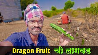 ️ Dragon Fruit ची लागवड केली शेतात  @sudarshangirivlogs42