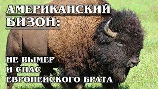 АМЕРИКАНСКИЙ БИЗОН: Спаситель европейского зубра | Интересные факты про бизонов и зубров