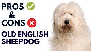 Old English Sheepdog Breed Pros and Cons | Old English Sheepdog Advantages and Disadvantages