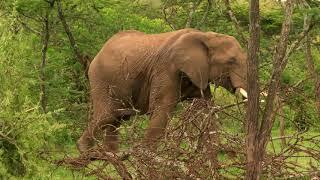 Gamewatchers Safaris & Porini Camps