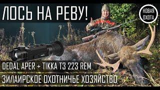 ОХОТА НА ЛОСЯ НА РЕВУ! ПЕРВЫЙ ЛОСЬ!