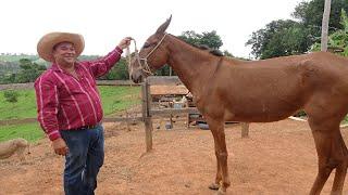 MULES AND TRAIAS IN THE MACARRÃO FARM