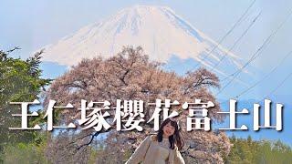 5點起床⏰ 王仁塚330歲櫻花富士山 新宿出發最快2小時抵達｜山梨縣韮崎市追尋絕景之旅 4K VLOG