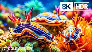 Rare Ocean Species in 8K HDR | Dolby Vision™