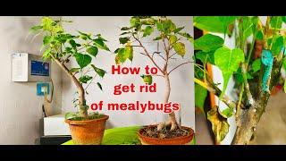 How to get rid of mealybugs | save your bonsai from mealybugs and ants