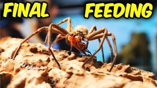 Will this be my LAST FEEDING VIDEO?