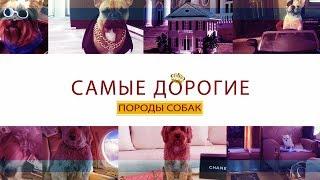 Самые дорогие породы собак в мире ( ТОП 20 )