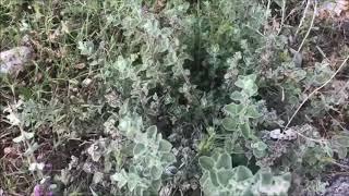 I am on my way to find the Wild Marjoram
