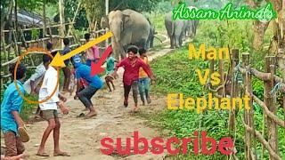 Man vs Wild Elephant || Elephant chasing the people's.|| Assam Animals