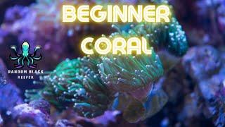 What are the "5 Must-Have Corals" for a Beginner Reef Tank