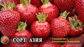 Клубника Азия описание сорта крупноплодной земляники Купить саженцы клубники Азия в Украине