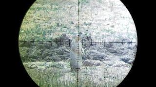 Hill to Hill RPR 17 HMR Prairie Dog